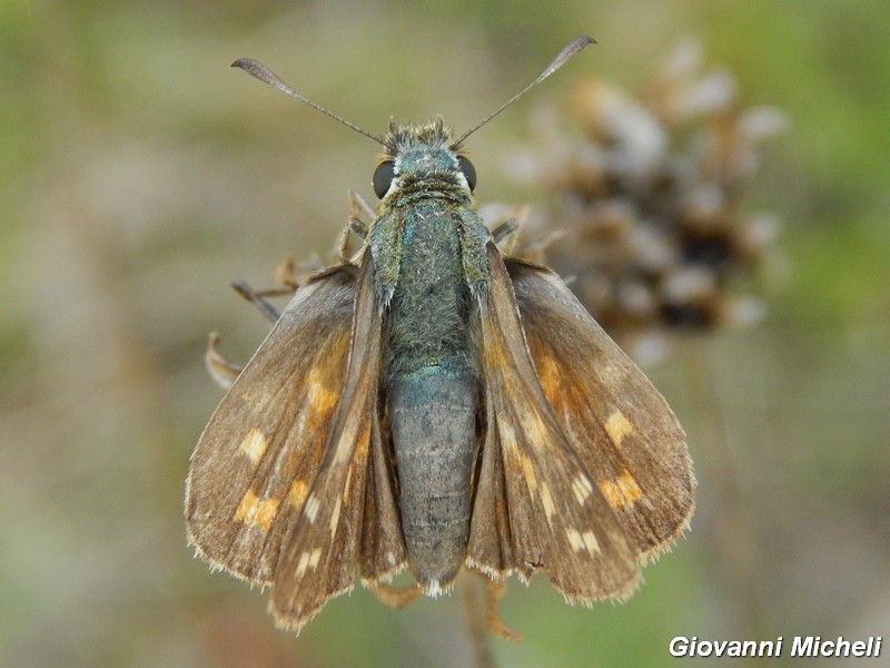 Hesperia comma